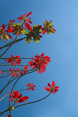 Red flowers on tree