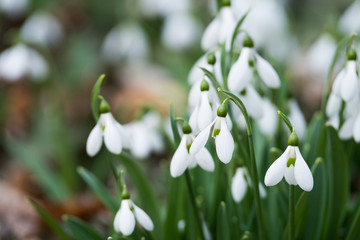 white snowdrop flowers in spring