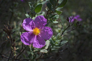 Fototapeta premium Pink rock rose