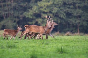 Naklejka na ściany i meble Deer herd running through an open meadow