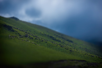 A lot of sheep graze on the slope of a magnificent mountain in the Caucasus