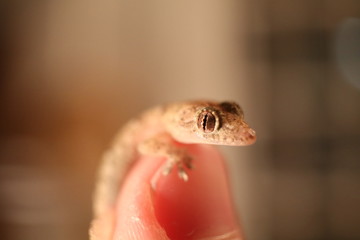 Fototapeta premium Tiny Gecko
