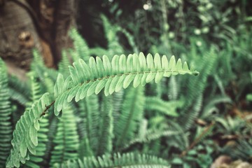 Fern leaves