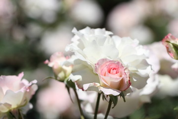 薔薇（マチルダ）