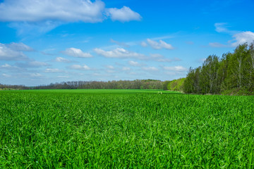 Obraz premium Hintergrund grünes Gras und blauer Himmel