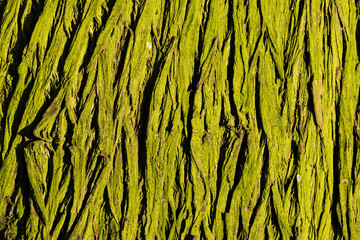 green lichen covered tree bark