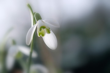 Schneeglöckchen - Blüte Detail