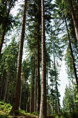 Beautiful Forest trees. nature green wood sunlight backgrounds