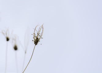 Wind blown grass on sky background.