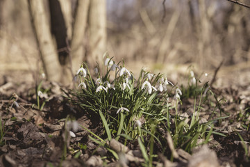 Snowdrops in a forest in march