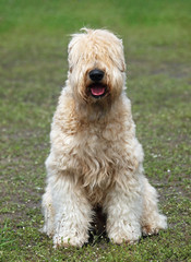 Irish Soft Coated Wheaten Terrier on green lawn