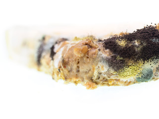 Fungus and mold on sliced bread