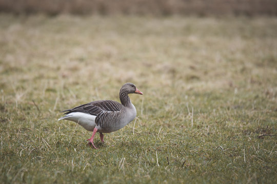 Grey goose walking on grass