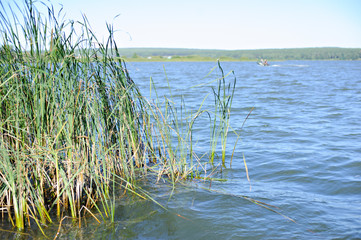 Shore with growing reeds.