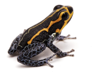 poison dart frog, Ranitomeya imitator, Yumbatos. A small poisonous rain forest animal from the...