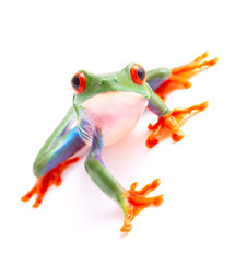 Red eyed monkey tree frog from the tropical rain forest of Costa Rica and Panama. A cute funny exotic animal with vibrant eyes isolated on a white background. .