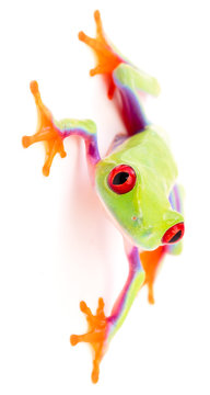 red eyed tree frog on white background