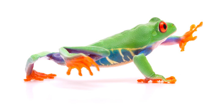 Red eyed tree frog walking, Agalychnis callydrias. A tropical rain forest animal with vibrant eye isolated on a white background...
