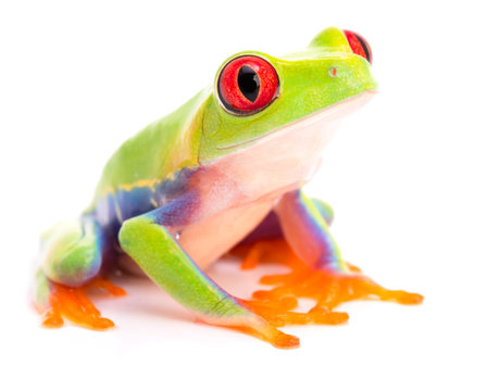 Red eyed tree frog, Agalychnis callidryas, a beautiful animal from the tropical rain forest of Panama and Costa Rica