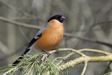 Bullfinch male on a pine branch. 
