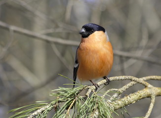 Bullfinch male on a pine branch. 
