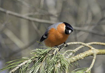 Bullfinch male on a pine branch. 

