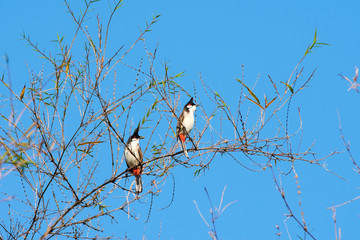 Two Red-whiskered Bulbul birds (pycnonotus jocosus) sitting on a tree branch on a sunny day. Blue sky background. 