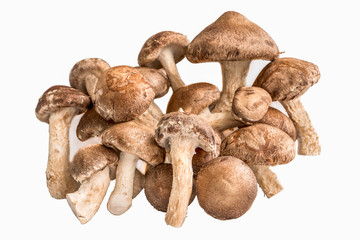 Кучка грибов шиитаки на белом фоне