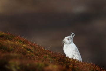 Mountain Hare with Winter coat