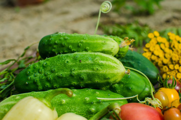 Fresh and raw vegetables