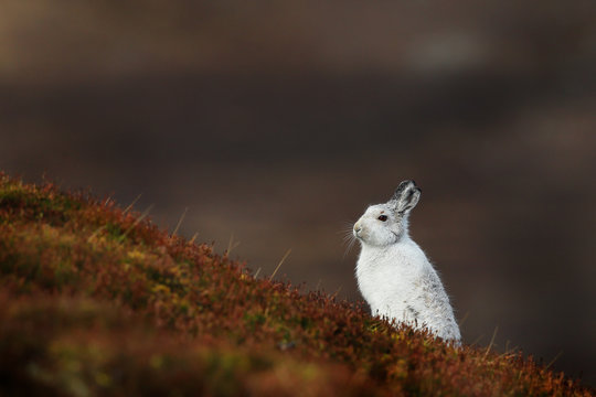 Mountain Hare with Winter coat