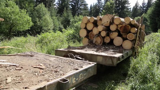 A logging train in a woodland area hauls stacked wooden logs and tree trunks