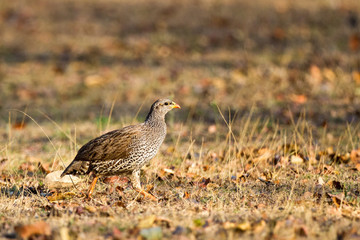 Natal Spurfowl