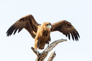 Tawny Eagle