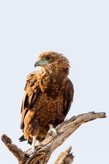 Tawny Eagle