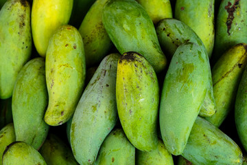 Raw or green mango fresh from garden