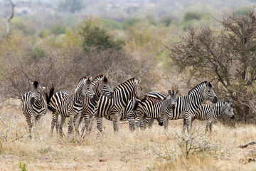 Fototapeta na wymiar A dazzle of Zebra