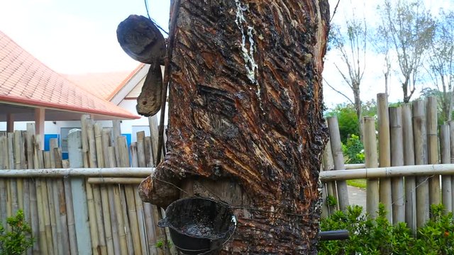 Tree of a hevea. Hevea juice is used for the production of latex