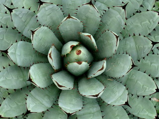 Nahaufnahme Kaktus