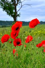 coquelicots