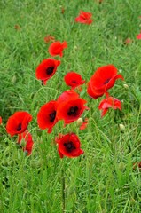 Naklejka premium coquelicots