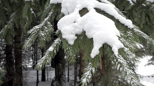 Snow and ice on the needles of fir trees in a winter forest; in the foreground in close-up
