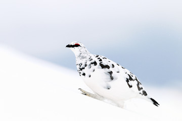 Ptarmigan in the snow - Powered by Adobe