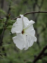 weiße Blüte im Regentau