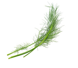Fennel Bulbs with Edible Green Stems and Leaves