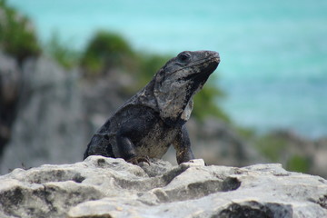 Leguan in Tulum