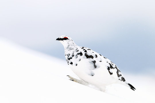 Ptarmigan In The Snow