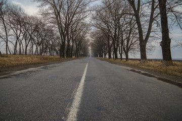 Fototapeta premium Empty tunnel of trees in autumn spring