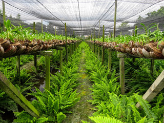 Orchid farm row with green fern on humid ground