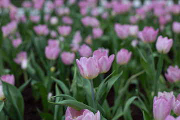 tulips